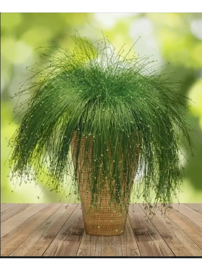 Изолепис поникший