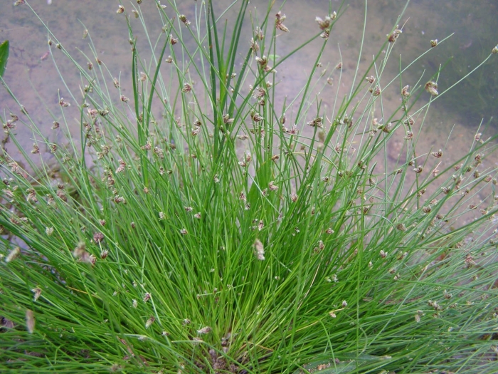 Juncus filiformis
