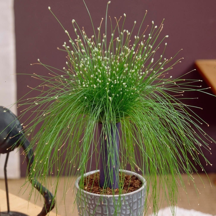 Изолепис поникший