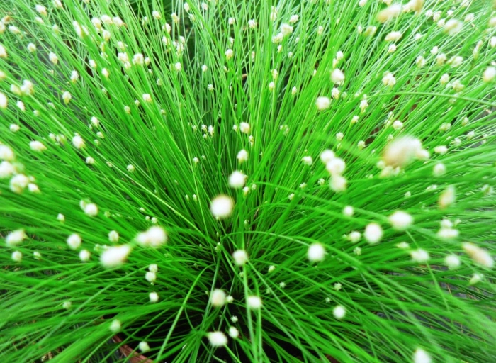 Изолепис камыш поникающий