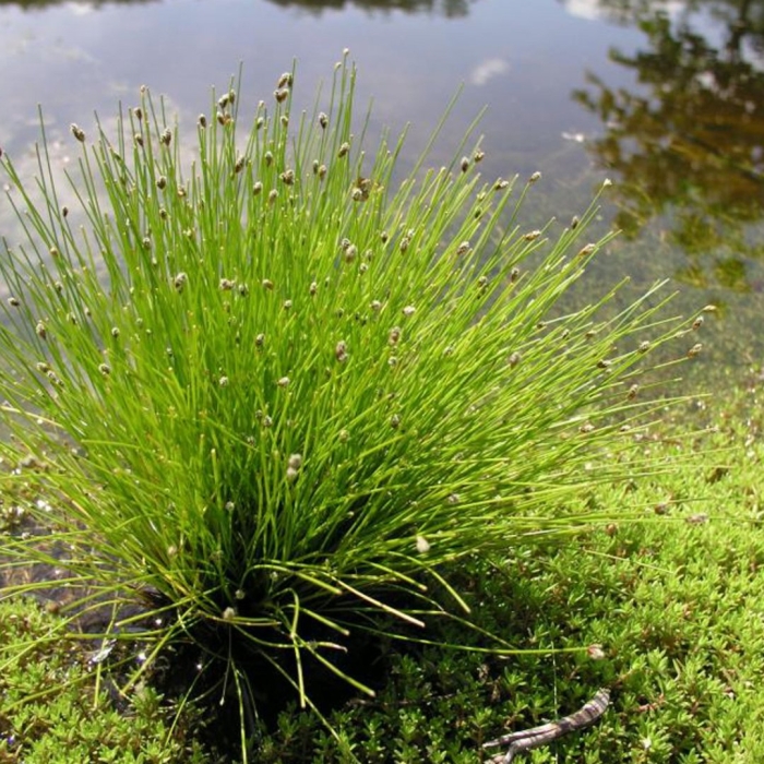 Болотница болотная (ситняг болотный