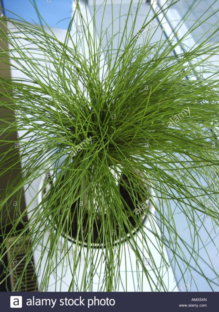 Изолепис поникший