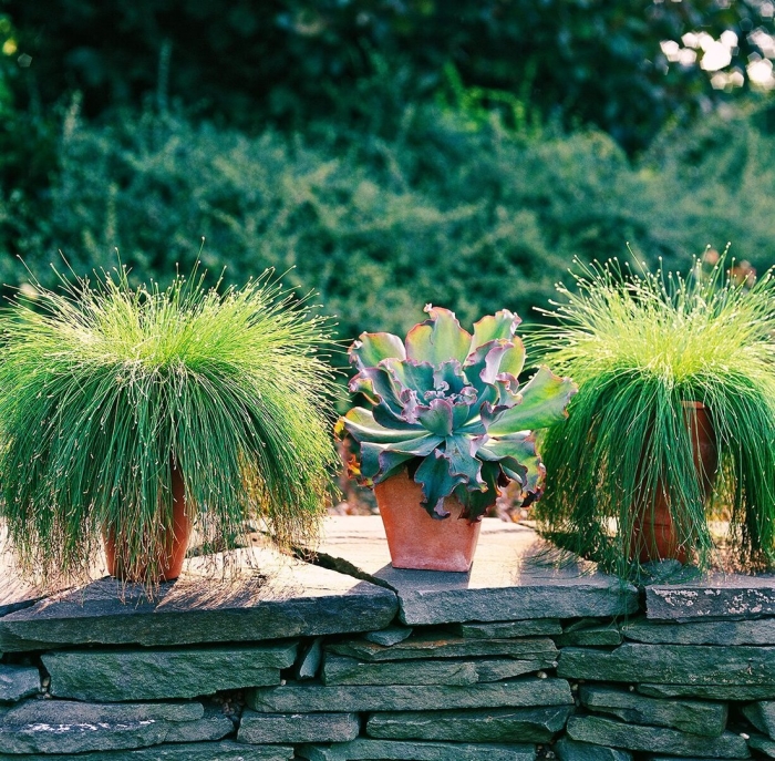 Декоративные злаки