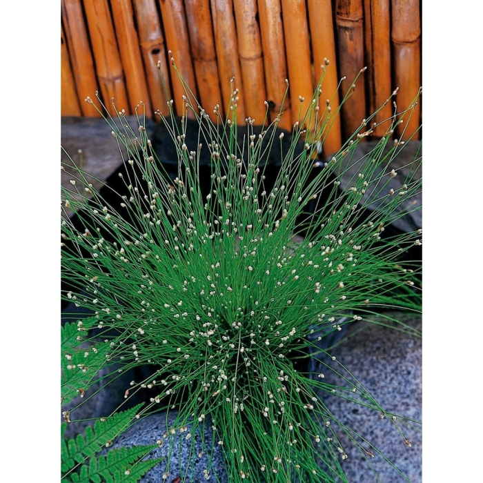 Изолепис поникший