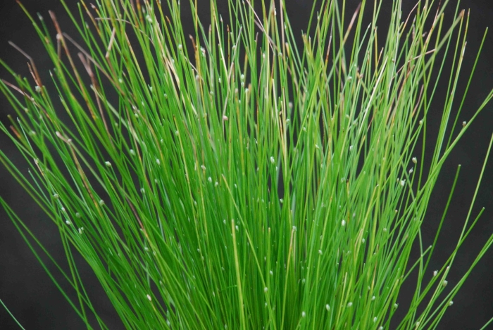 Камыш изолепис