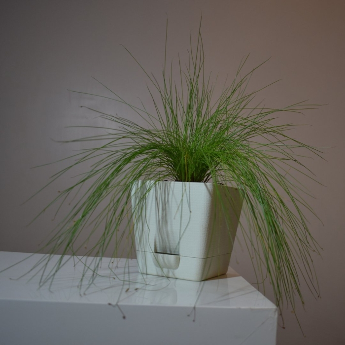 Комнатное растение