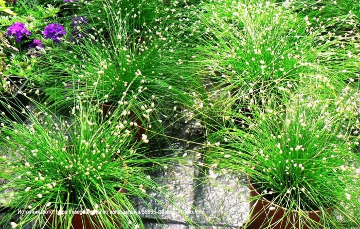 Изолепис камыш поникающий