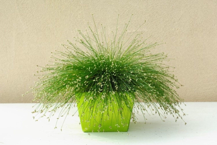 Изолепис растение