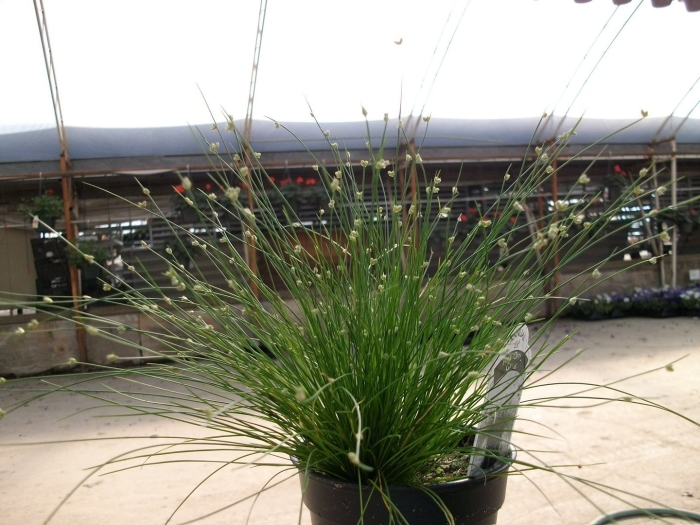 Изолепис поникший