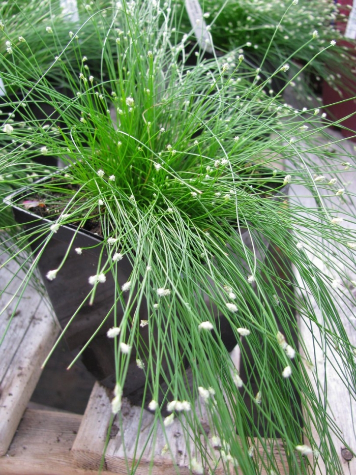 Изолепис поникший