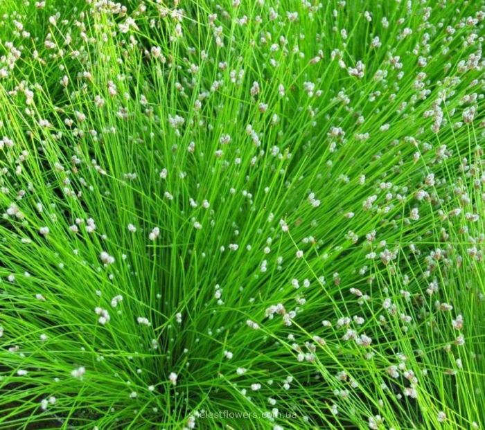 Изолепис камыш поникающий