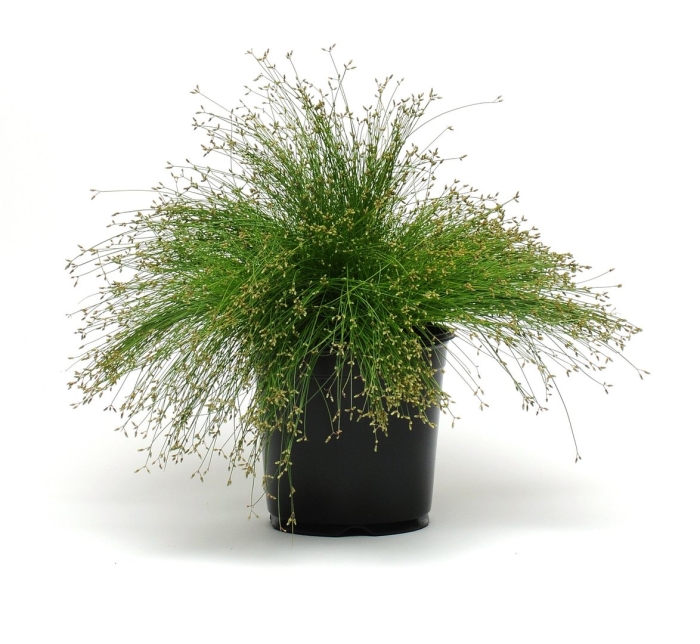 Изолепис поникший