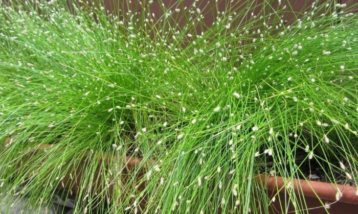 Изолепис поникший