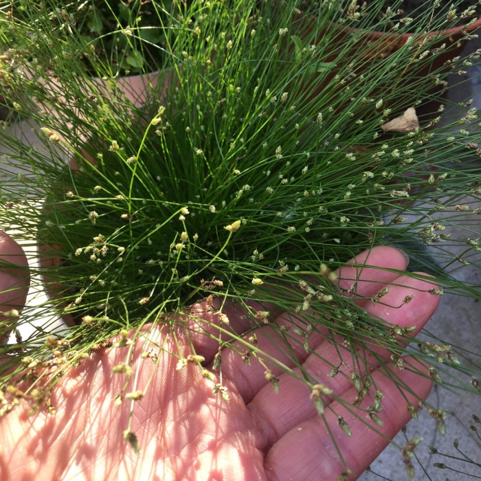 Камыш изолепис