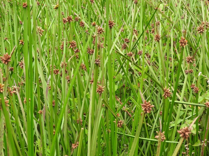 Схеноплектус озерный