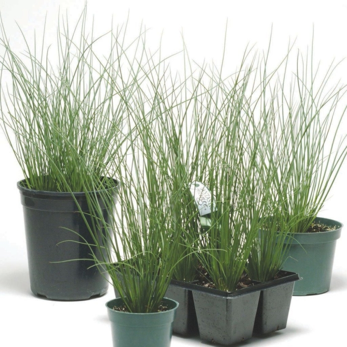 Ситник мечелистный голубая стрела