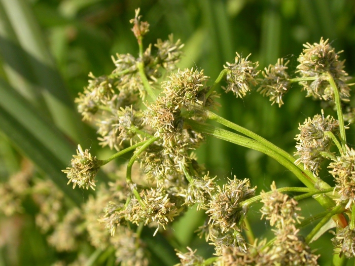 Cyperus difformis