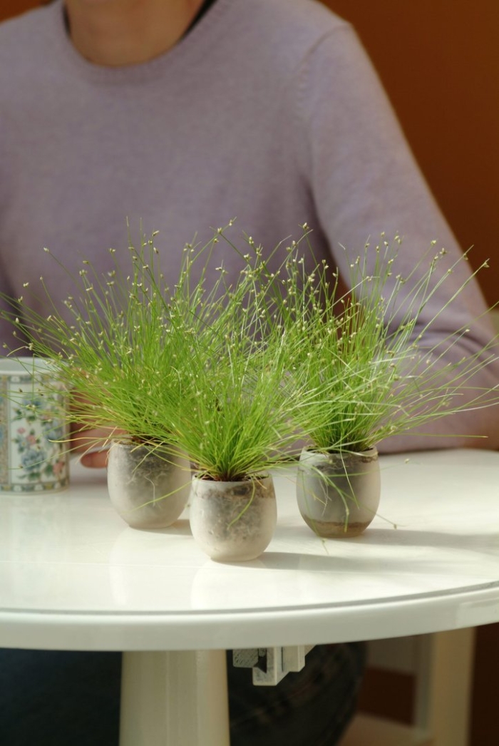 Камыш изолепис