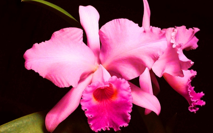 Каталея орхидея