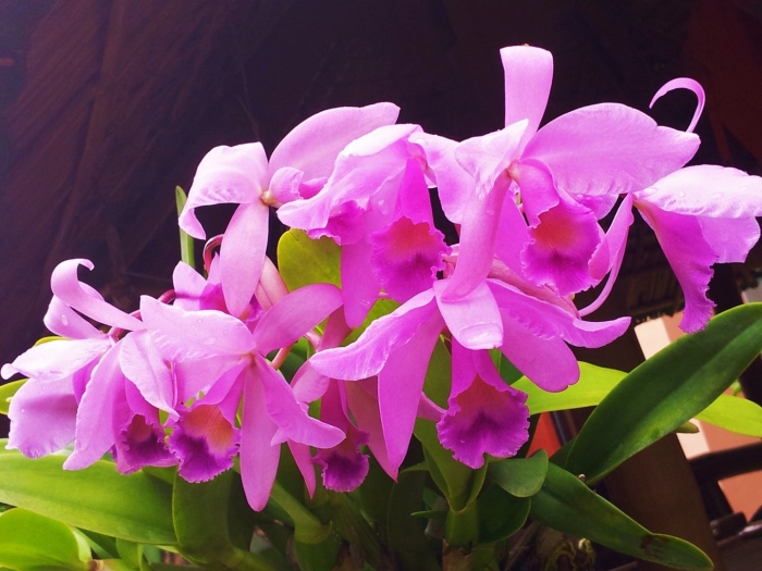 Каттлея цветок