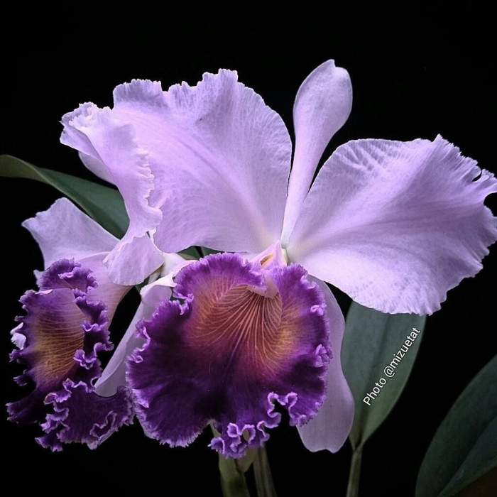 Орхидея каттлея