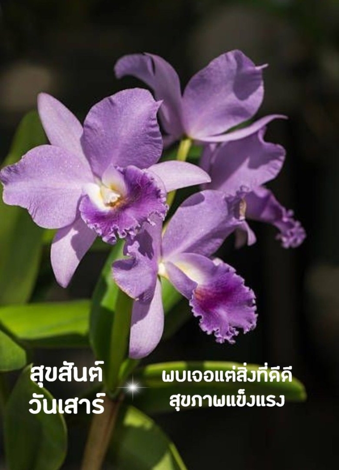 Орхидея каттлея тайская