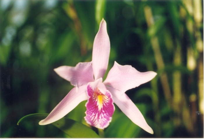 Laelia purpurata gracicata