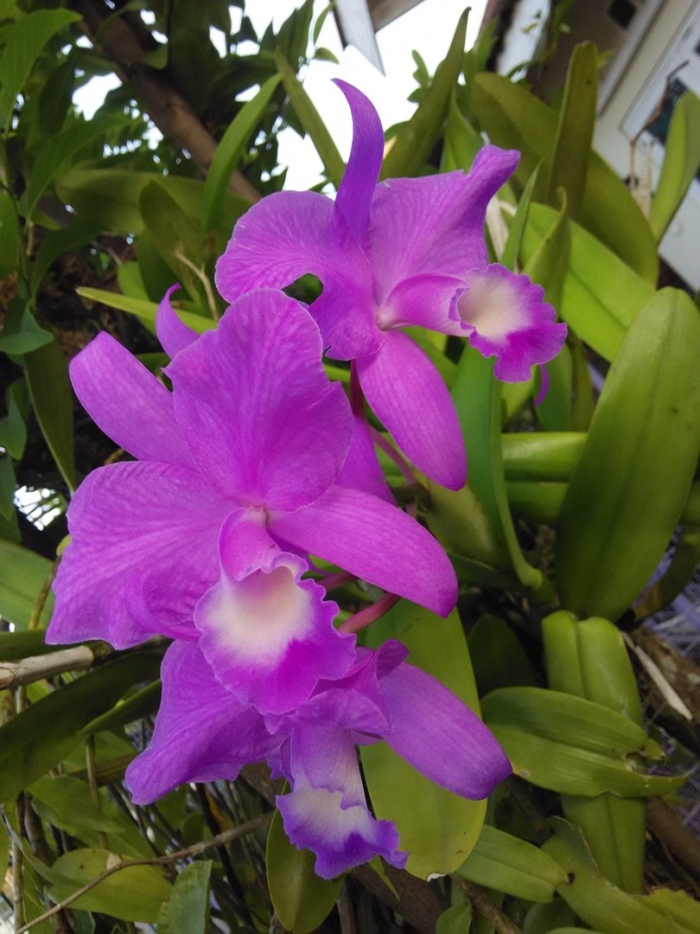 Каттлея пурпурная