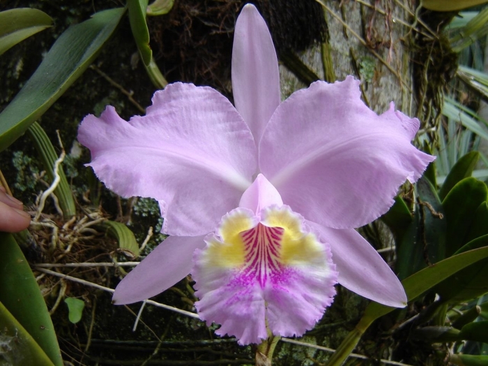 Орхидея cattleya trianae