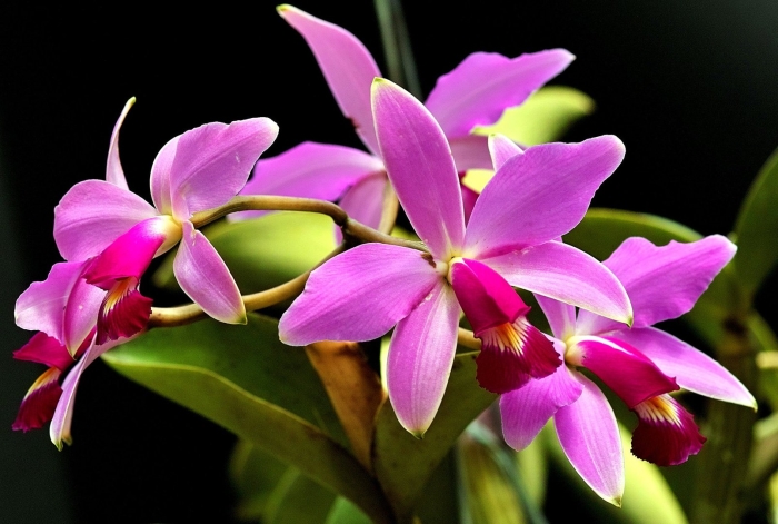 Каттлея орхидея