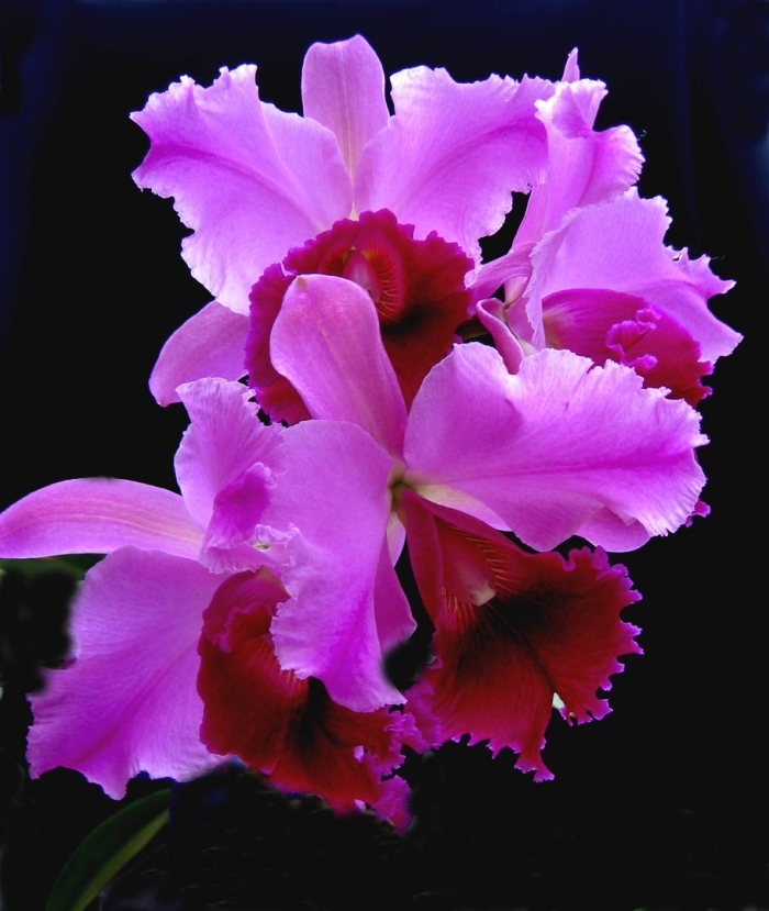 Каттлея фрагранс шеф мики орхид