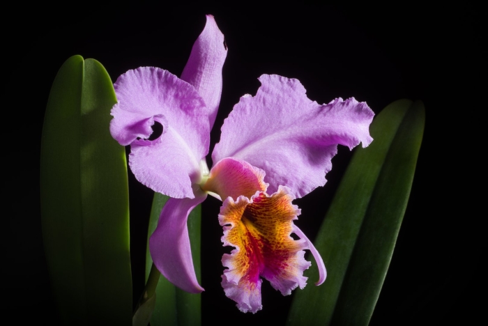 Каттлея персивалиана