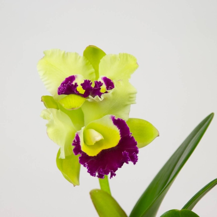 Каттлея blc. ahchung emerald ( miki ).