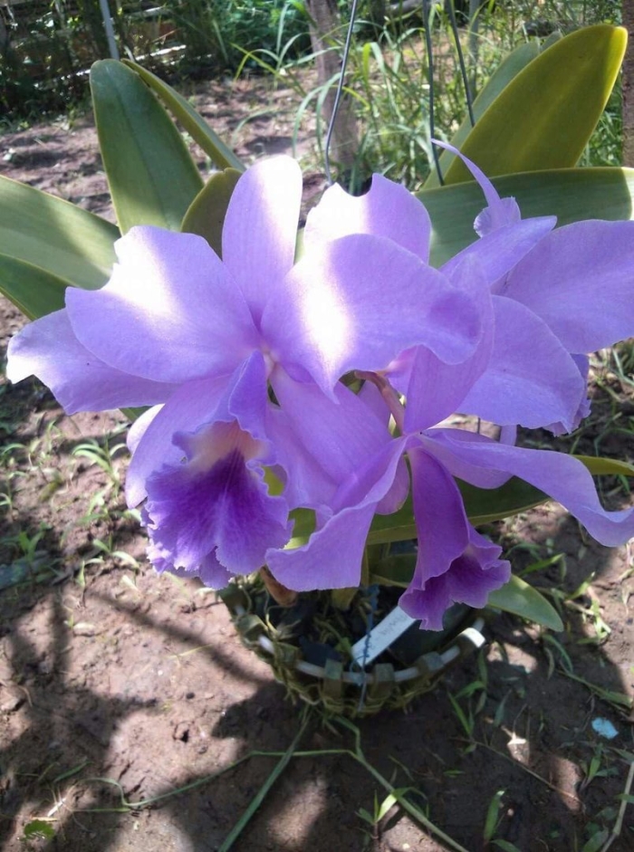 Каттлея блю