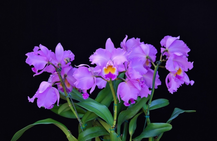 Каттлея шиллериана