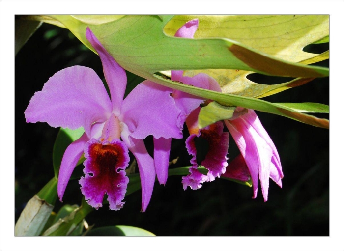 Орхидея cattleya trianae