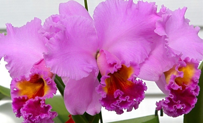 Каттлея цветок