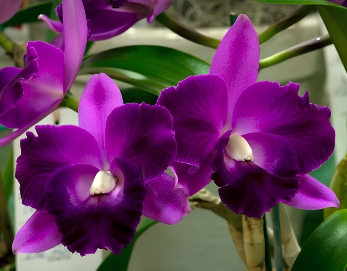 Каттлея орхидея