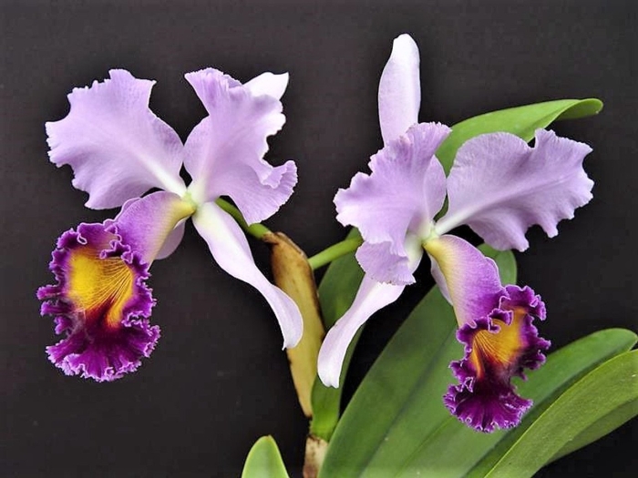 Орхидея dinard blue heaven