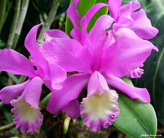 Каттлея орхидея