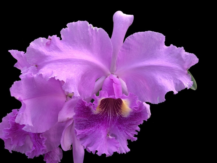 Каттлея lueddemanniana