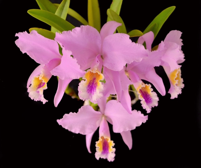 Cattleya mossiae
