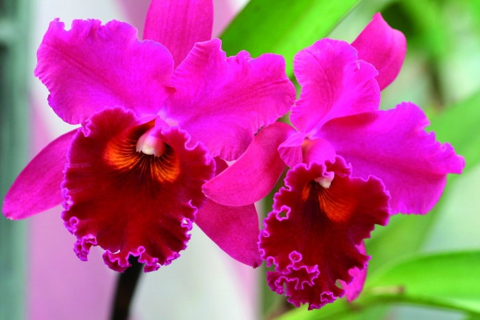 Cattleya orchid