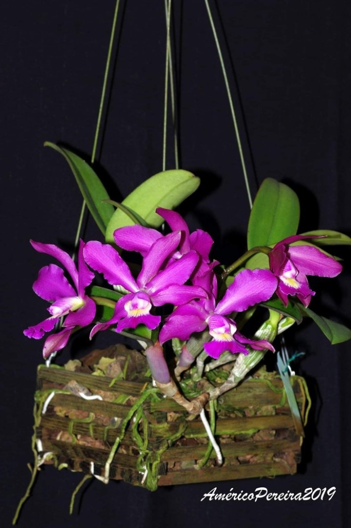Laelia sincorana