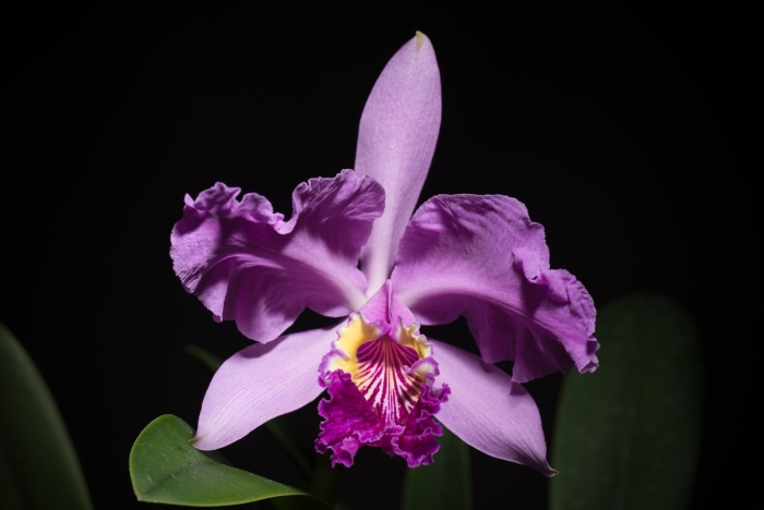 Орхидея каттлея