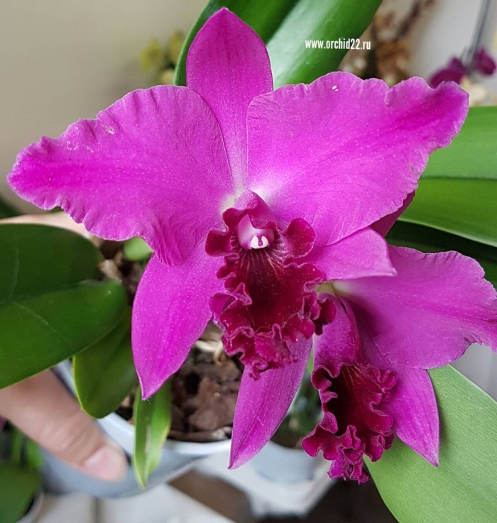 Каттлея руби