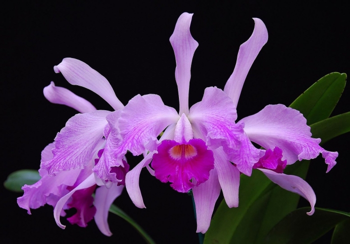 Cattleya lawrenceana concolor