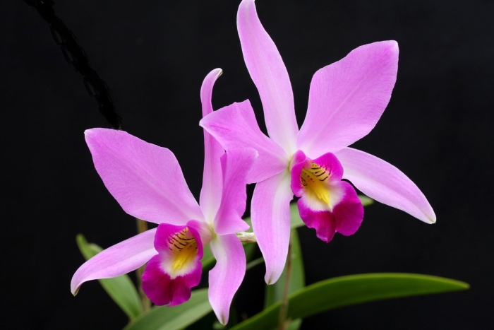 Laelia caulescens
