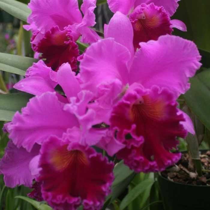 Каталея цветок колумбии