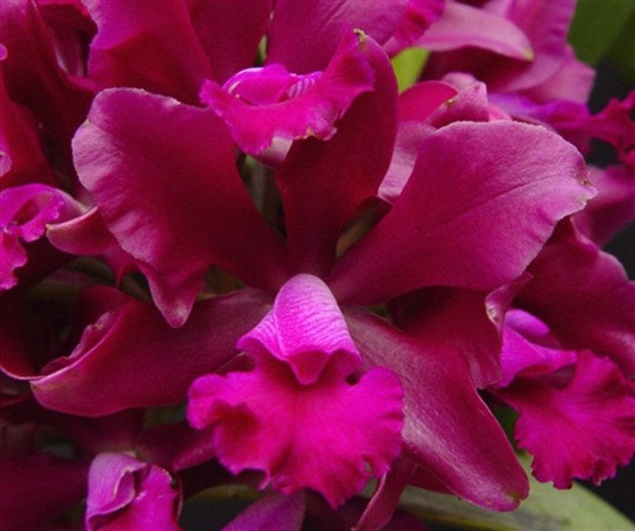 Каттлея орхидея